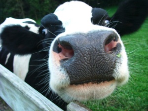 Dairy-cows-pict-1