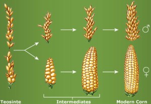 corn-evolution-truth-saves-com